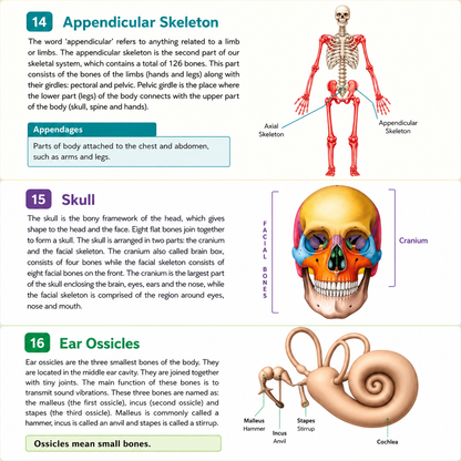 Human Body Parts Encyclopedia| 221 Amazing Facts Colourful Illustrations with Diagram