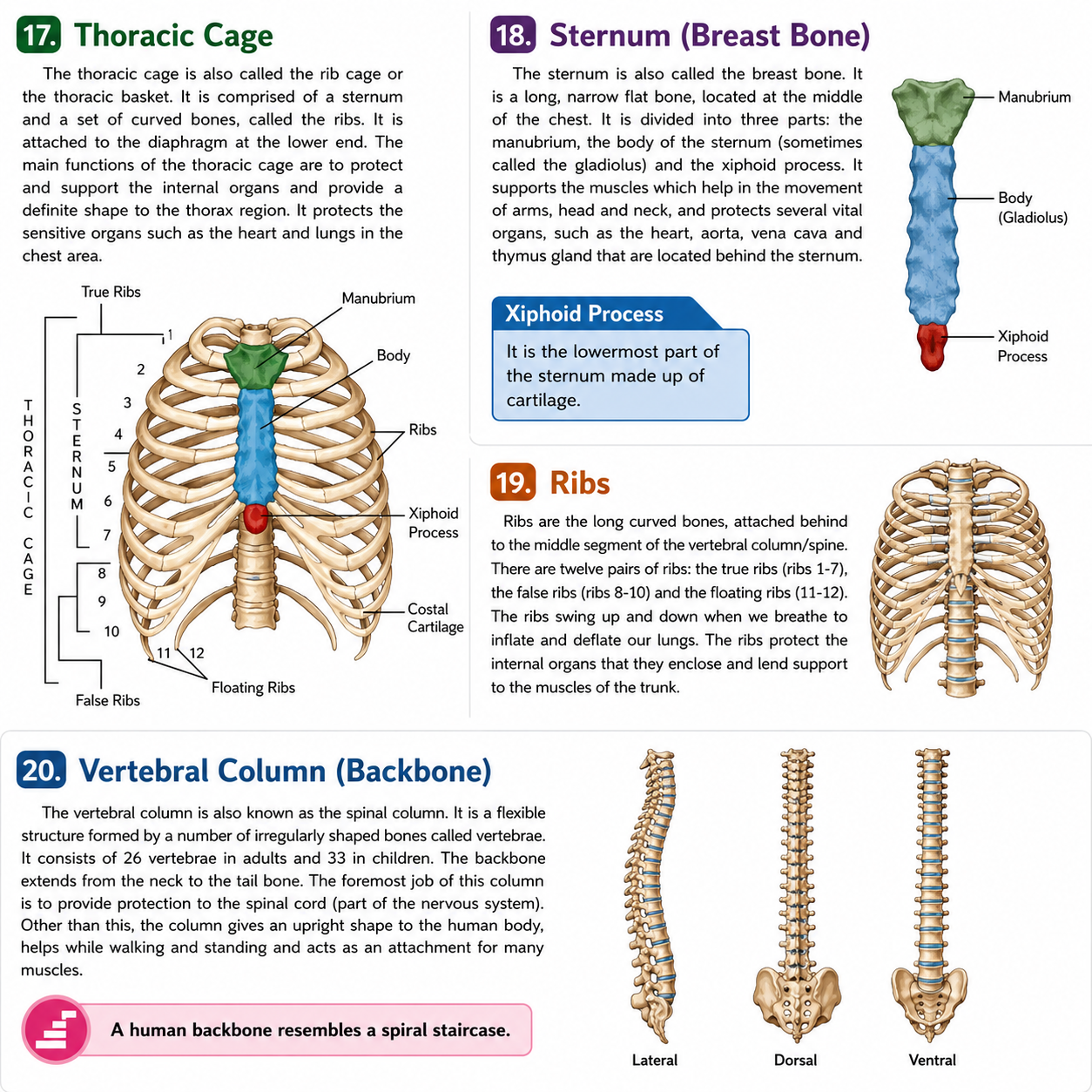 Human Body Parts Encyclopedia| 221 Amazing Facts Colourful Illustrations with Diagram