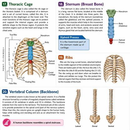 Human Body Parts Encyclopedia| 221 Amazing Facts Colourful Illustrations with Diagram